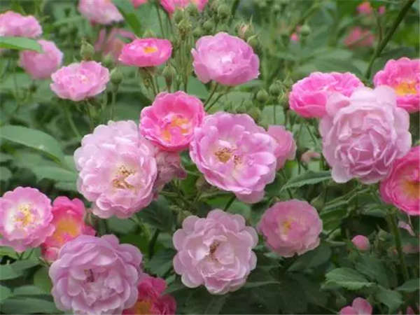 蔷薇花