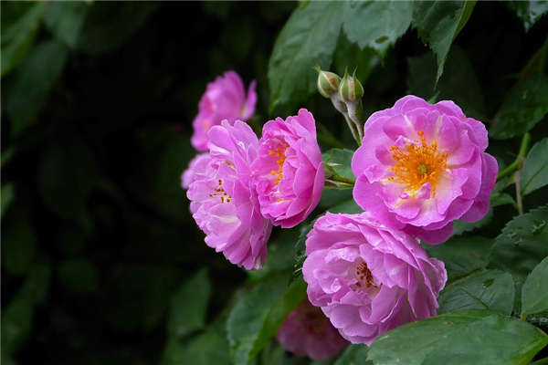 蔷薇花基本信息