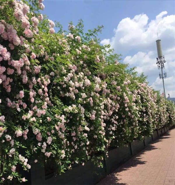 蔷薇花形态特征