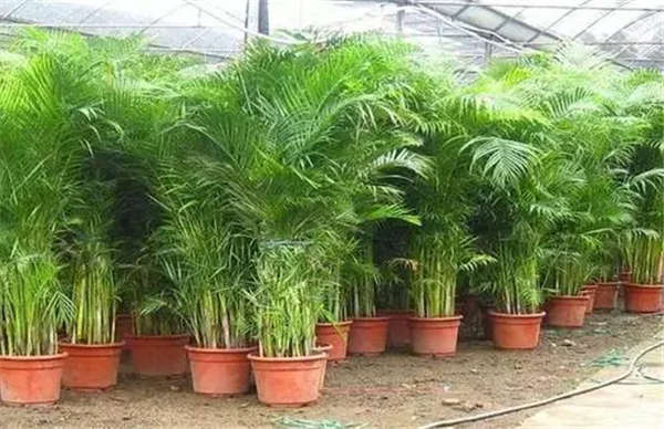 散尾葵形态特征