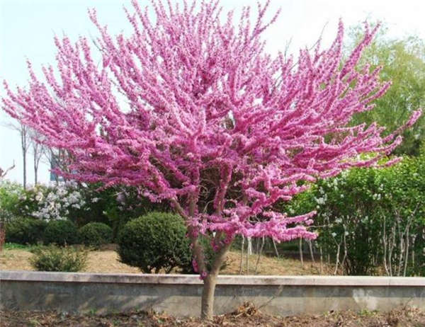 紫荆