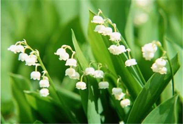 风铃花