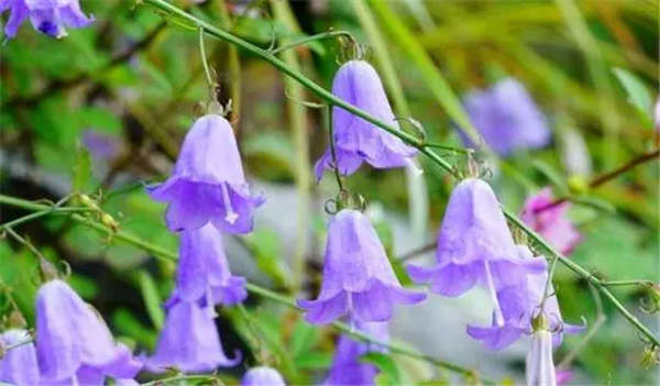 风铃花形态特征