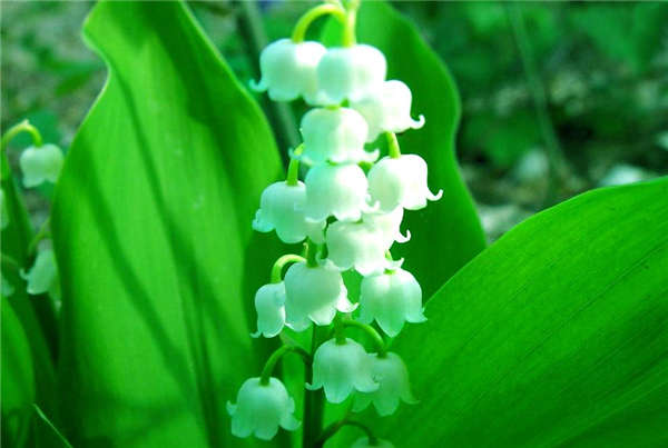 风铃花生长习性