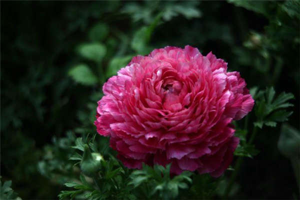 花毛茛生长习性