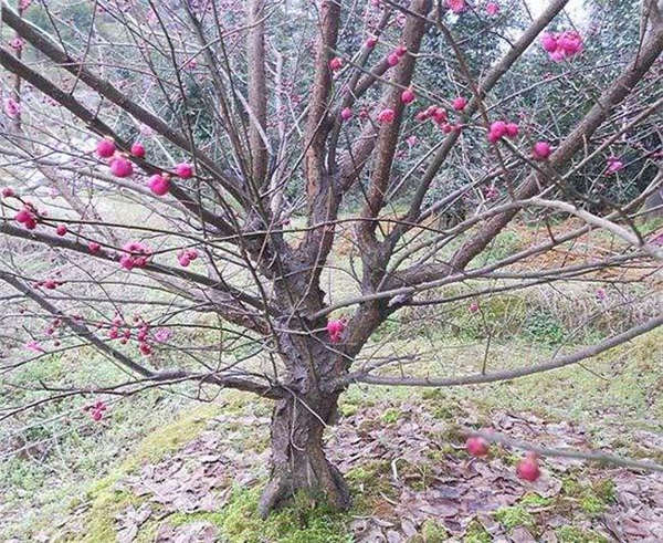 红梅