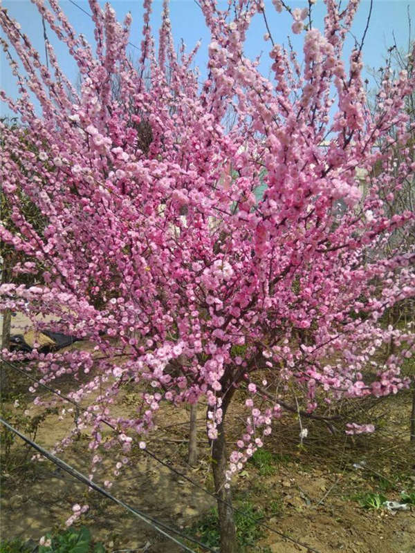 红梅基本信息