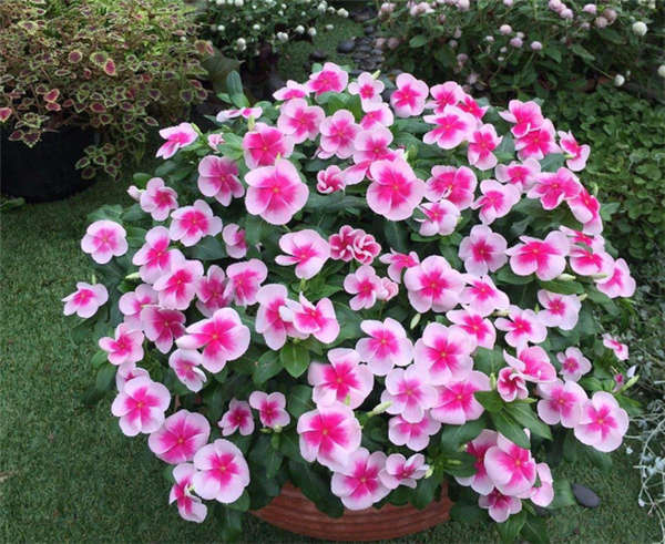长春花