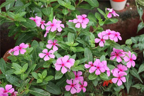 长春花基本信息