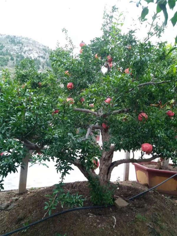 石榴花形态特征