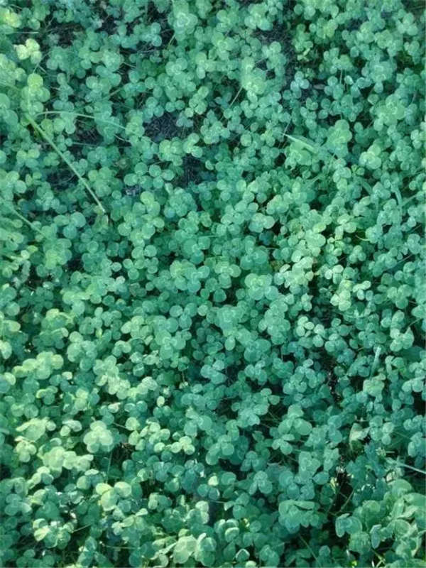 苜蓿草形态特征