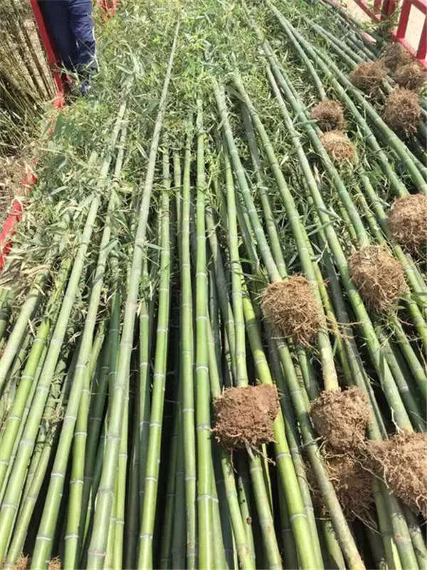 金镶玉竹产地价格