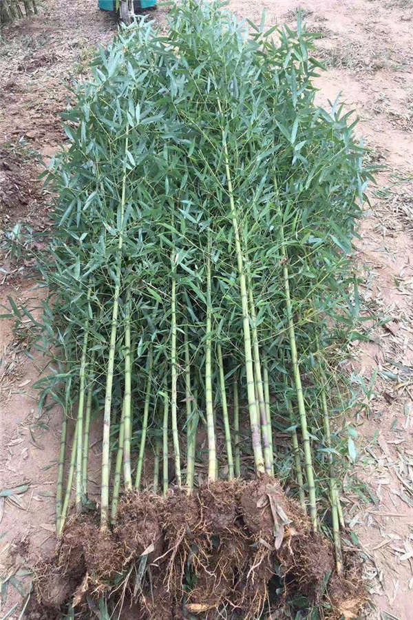 金镶玉竹形态特征