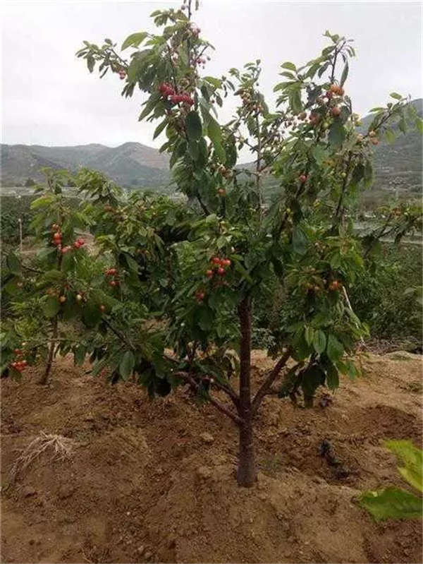 樱桃树形态特征