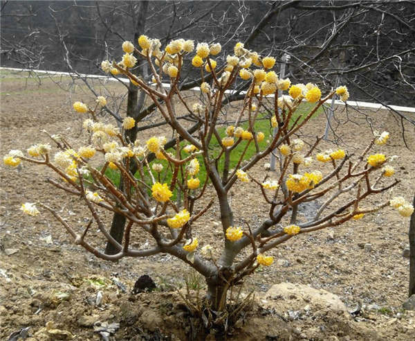结香花