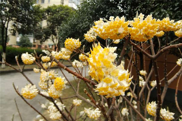 结香花基本信息