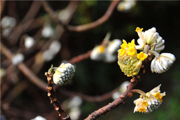 结香花产地价格