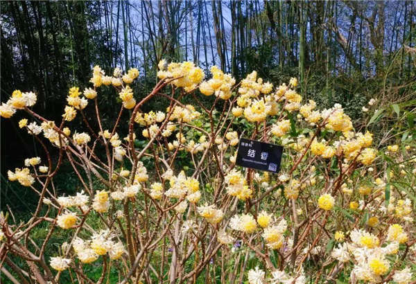 结香花形态特征