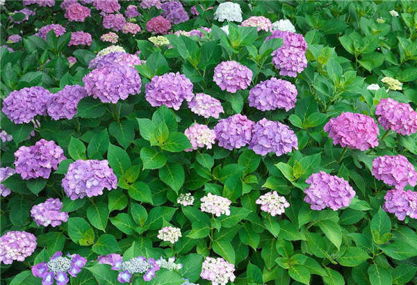 八仙花产地价格