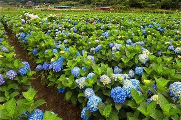 八仙花形态特征