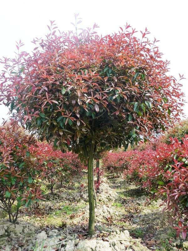红叶石楠形态特征