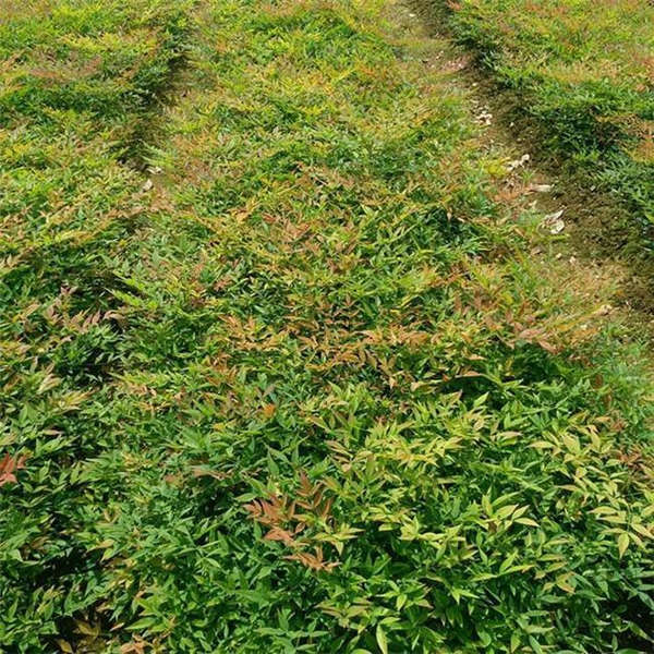 南天竹形态特征