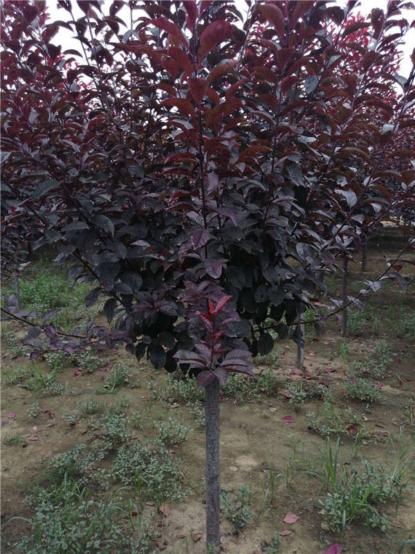 红叶李基本信息