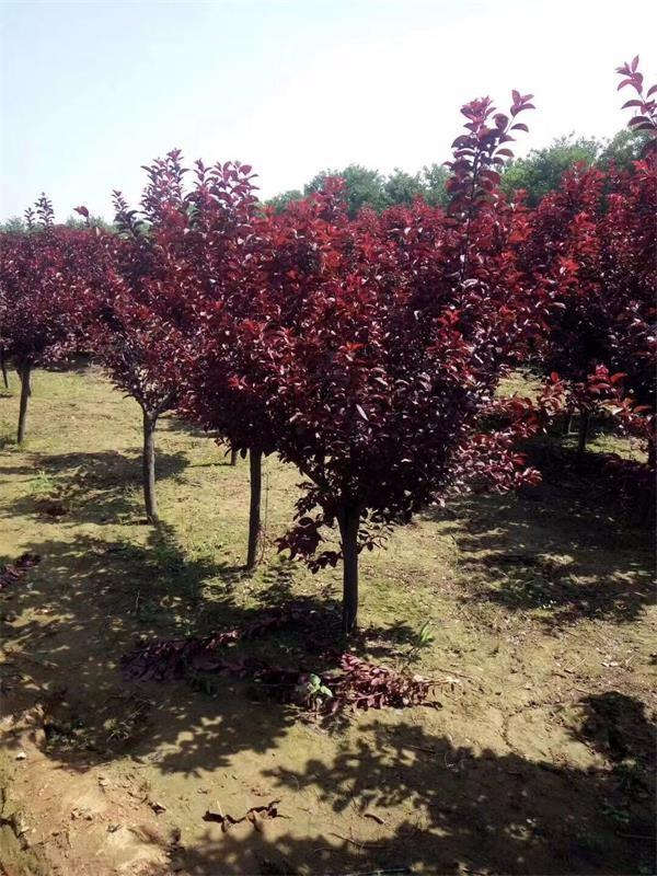 红叶李形态特征